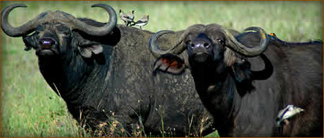 Mamemo Outfitting & Consulting - Africa Cape Buffalo