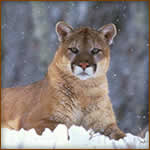 Mamemo Outfiiting & Consulting - Butch Whitton Mountain Lion Hunts