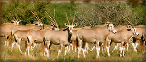 Mamemo Outfitting & Consulting - Frontier Safaris Namibia - Burchells Oryx