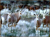 Mamemo Outfitting & Consulting - Frontier Safaris Namibia - Burchells Oryx