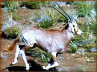 Mamemo Outfitting & Consulting - Frontier Safaris Namibia - Burchells Oryx