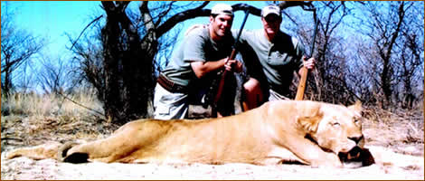 Mamemo Outfitting & Consulting - Serapa Safaris - Lion